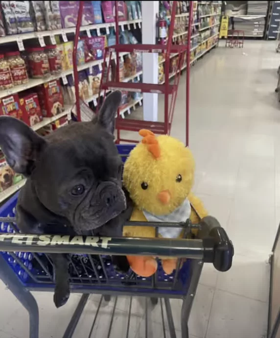 Frenchie makes her plush Easter chick come alive !